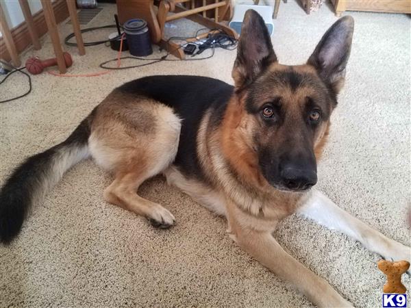 a german shepherd dog lying on the floor