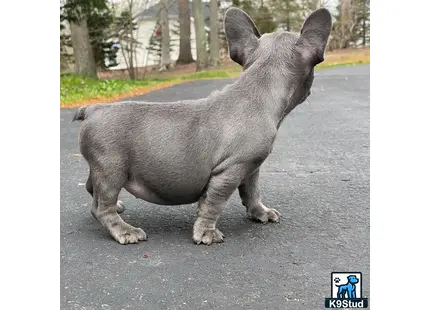 a french bulldog dog standing on a road