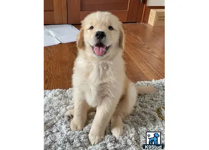 a golden retriever dog sitting on the floor