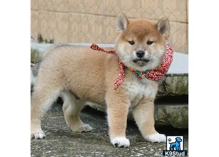 a shiba inu dog wearing a scarf