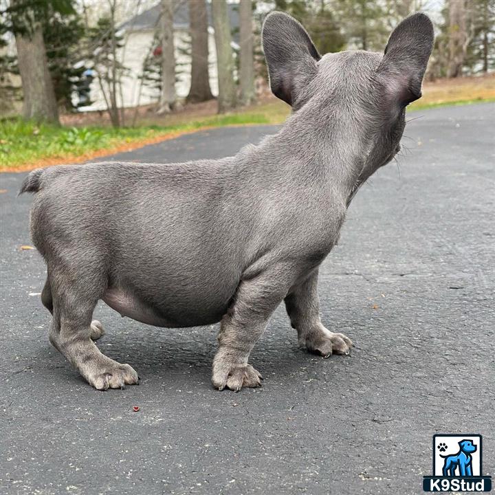 a french bulldog dog standing on a road