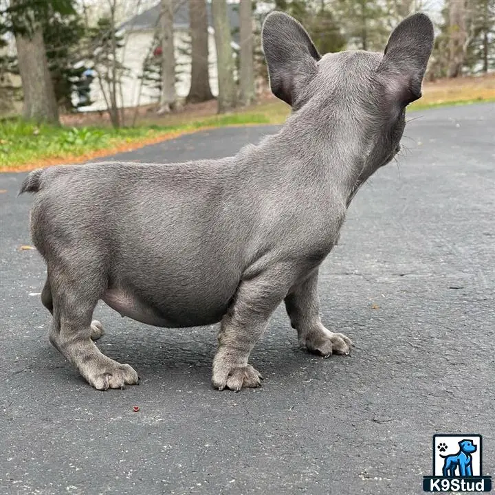 French Bulldog