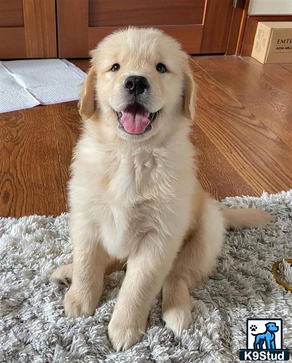 a golden retriever dog sitting on the floor