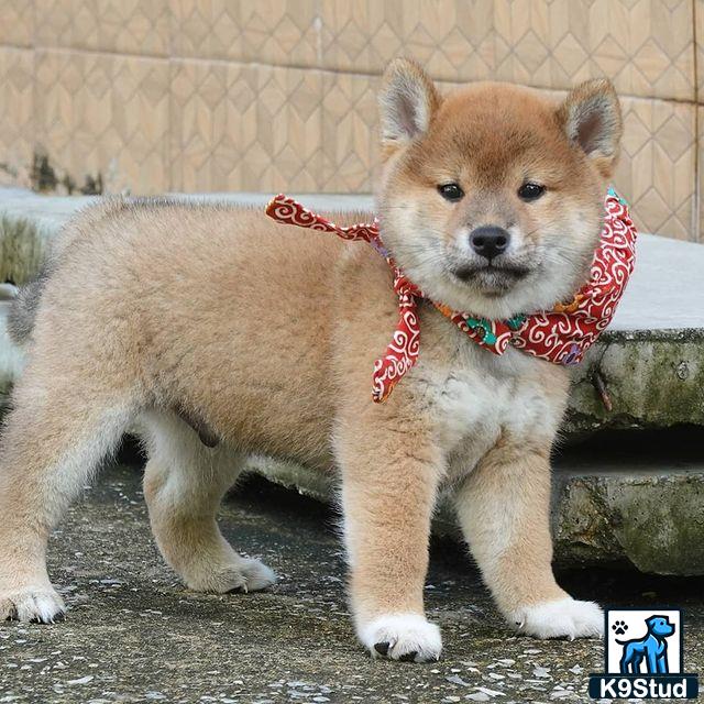 a shiba inu dog wearing a scarf