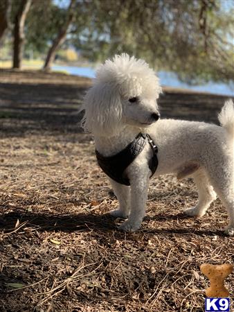 a white poodle dog with a black collar