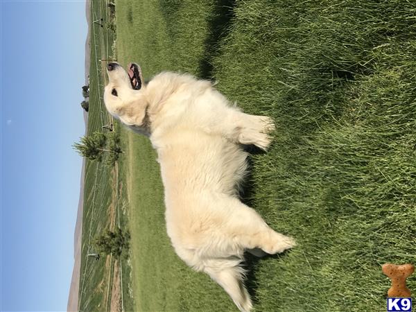 a golden retriever dog standing on grass