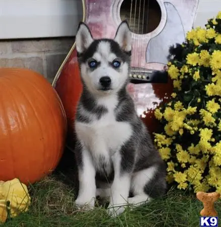 a siberian husky dog sitting in grass by a pumpkin and flowers