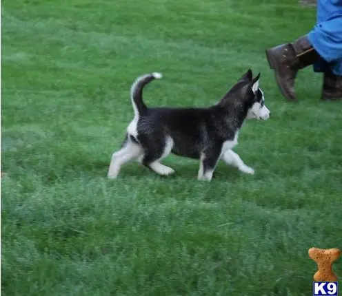 a siberian husky dog running on grass
