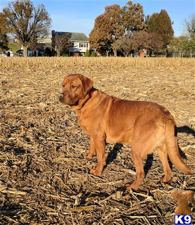 a labrador retriever dog standing in a field