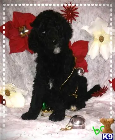 a black poodle dog wearing a red bow
