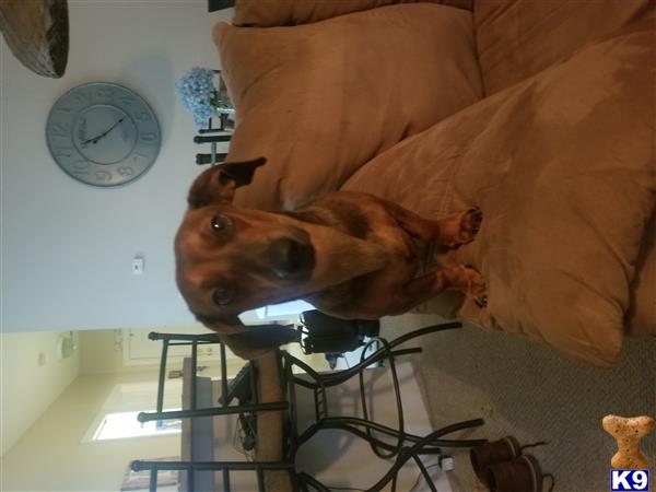 a dachshund dog sitting on a chair