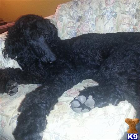 a poodle dog lying on a bed