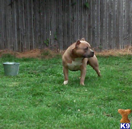 a american bully dog biting another american bully dogs head