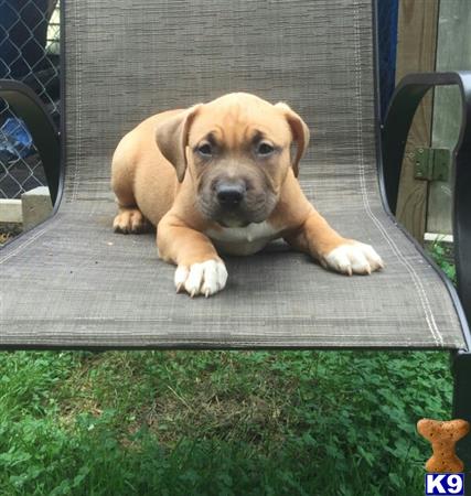 a american bully dog sitting on a bench