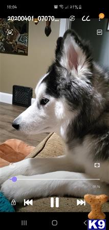 a siberian husky dog sitting on a couch
