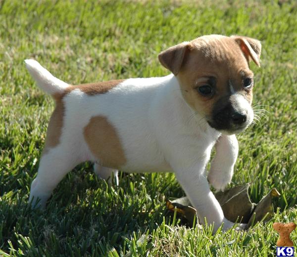 Jack Russell Terrier Puppy for Sale: Top Quality Champion Sired Smooth ...