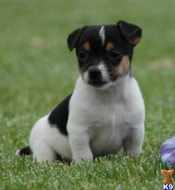 Jack Russell Terrier Puppy for Sale: Champion Sired Short Leg JRT Puppy ...