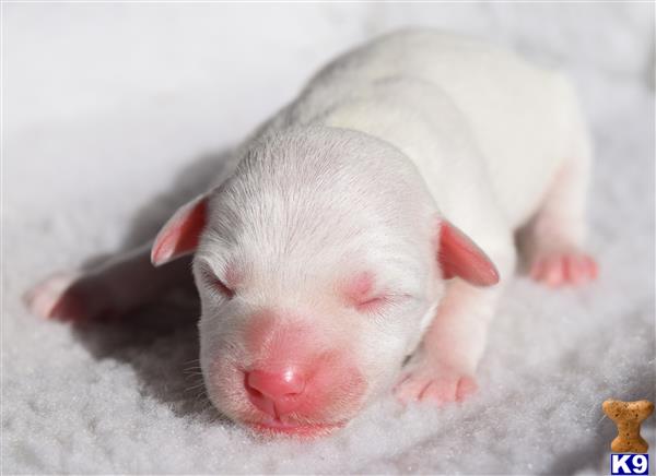 Jack Russell Terrier Puppy For Sale Champion Sired Rare All White