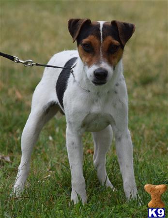 a jack russell terrier dog on a leash