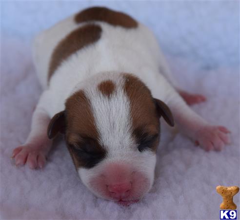 Parson Russell Terrier Puppy for Sale: Champion Sired Parson Russell ...