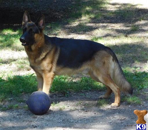 a german shepherd dog standing next to a ball