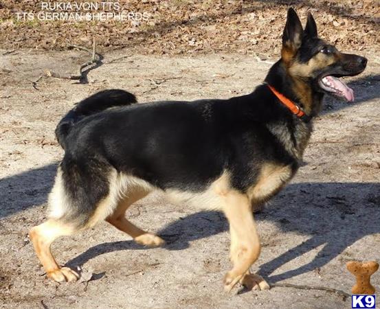 a german shepherd dog standing on a dirt road