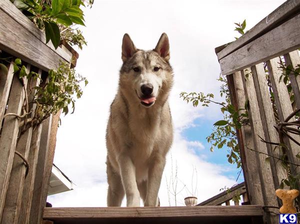 a wolf dog dog standing on a porch