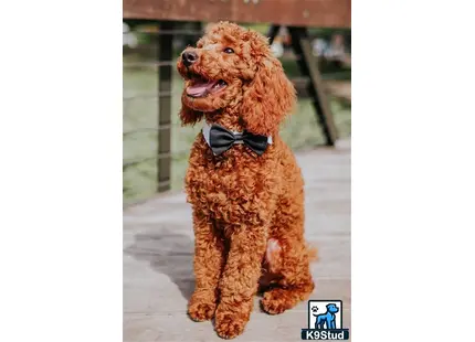 a poodle dog wearing a bow tie