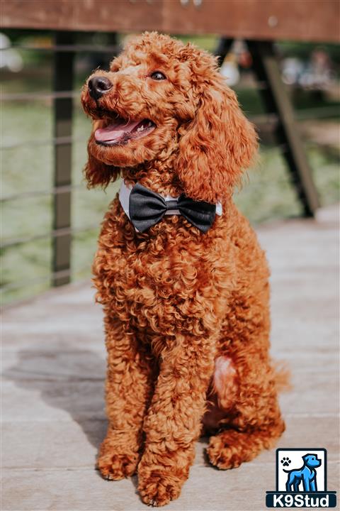 a poodle dog wearing a bow tie