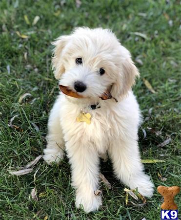 a small white goldendoodles dog