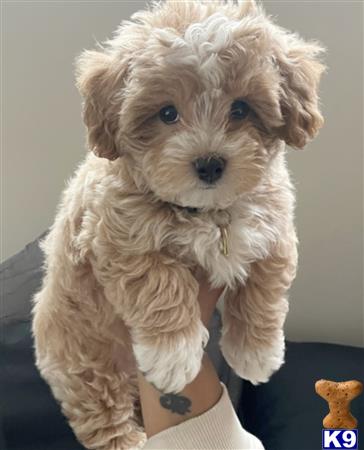 a maltipoo dog with a white fur coat