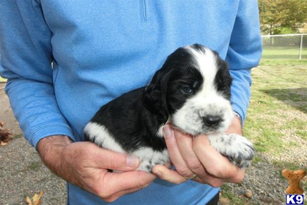 English Springer Spaniel puppy for sale