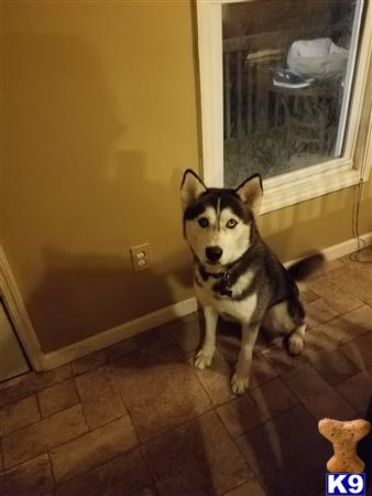 a siberian husky dog sitting on a tile floor