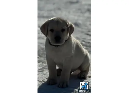 a labrador retriever puppy sitting on the ground