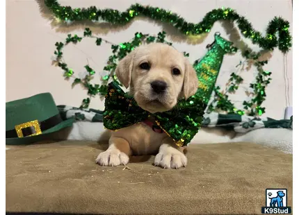 a labrador retriever dog wearing a sweater