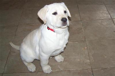 a white labrador retriever puppy sitting on a tile floor