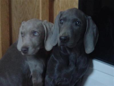 a couple of weimaraner dogs