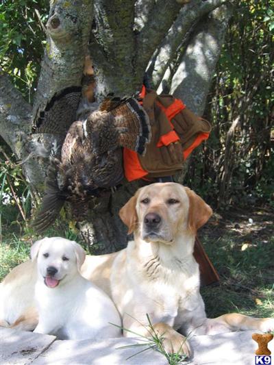 a couple of labrador retriever dogs sitting in front of a large tree with a backpack on it