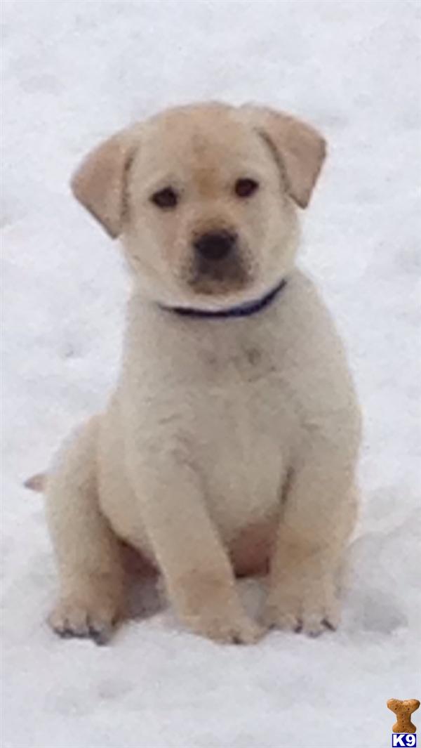 a labrador retriever puppy sitting in the snow