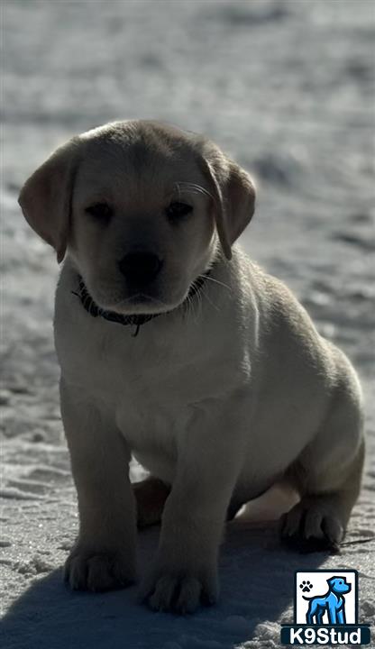 a labrador retriever puppy sitting on the ground