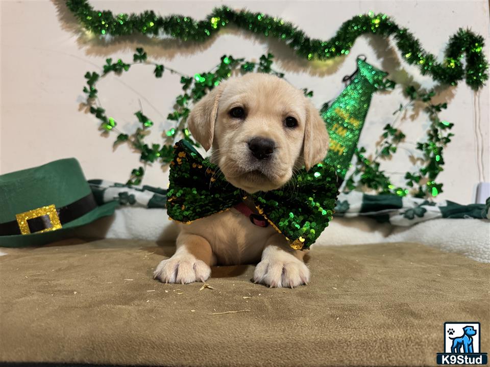 a labrador retriever dog wearing a sweater