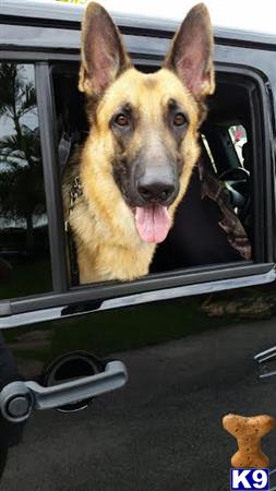 a german shepherd dog sticking its tongue out