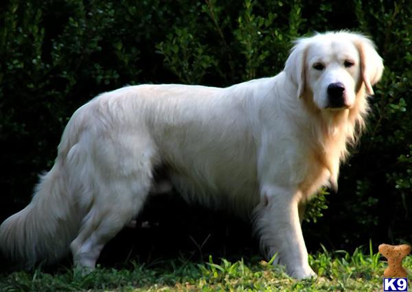 a white golden retriever dog walking in the grass