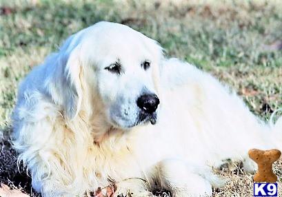 a white golden retriever dog with a black nose