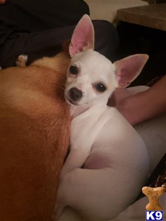 a chihuahua dog sitting on a persons lap