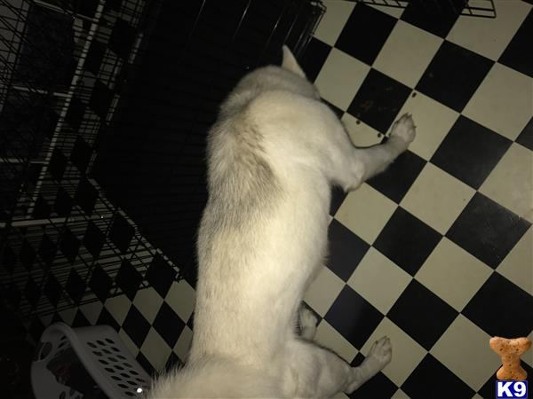 a siberian husky dog lying on its back on a checkered floor