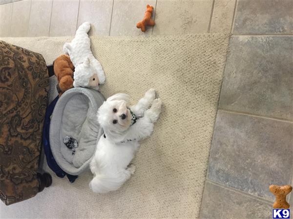 a maltese dog lying on its back on a rug with stuffed animals