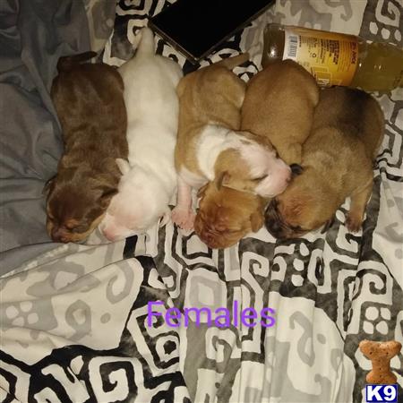 a group of american bully puppies sleeping on a bed