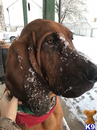 a bloodhound dog with a human hand