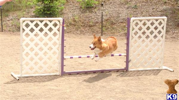 a pembroke welsh corgi dog jumping over a fence